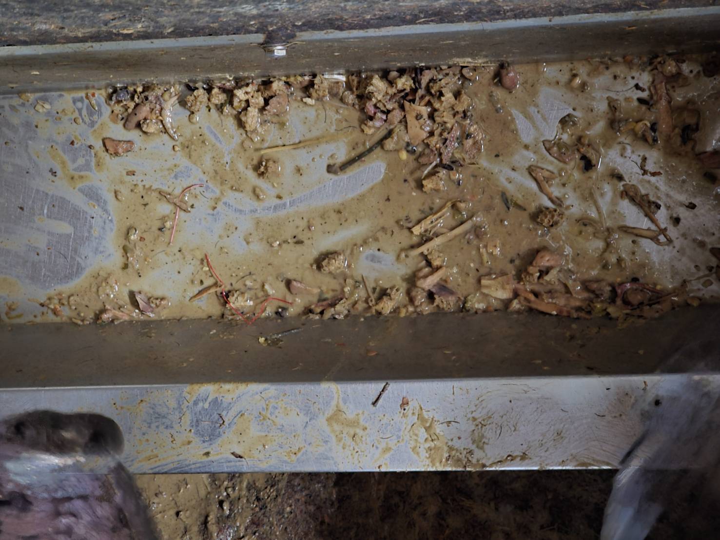 飼料槽留有骨頭碎屑.jpg