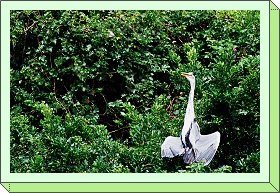 Ardea cinerea