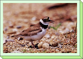 Charadrius dubius