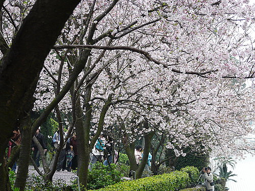2008天元宮櫻花美景