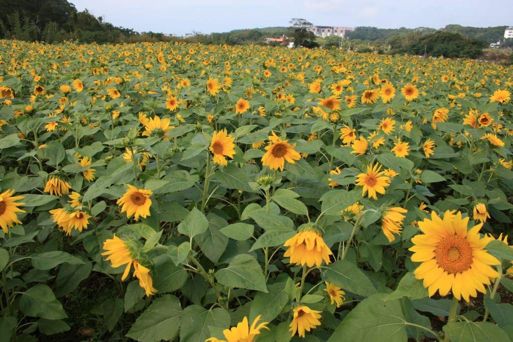 Tamsui sunflower