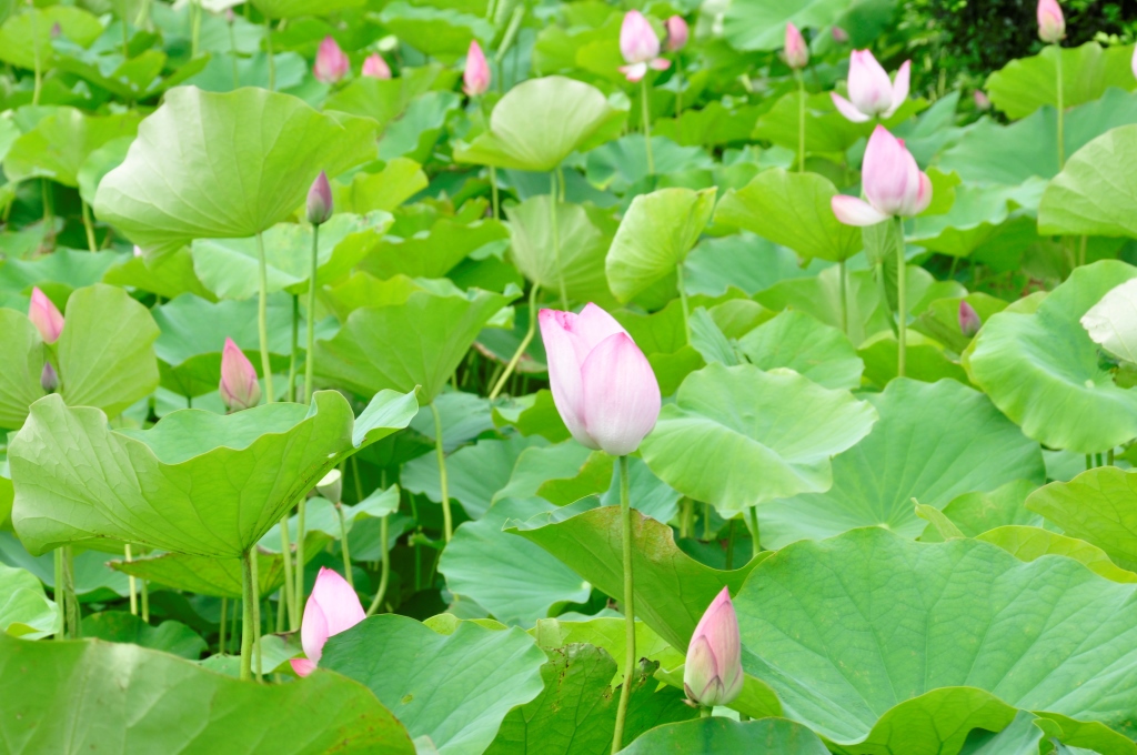 Tamsui Lotus